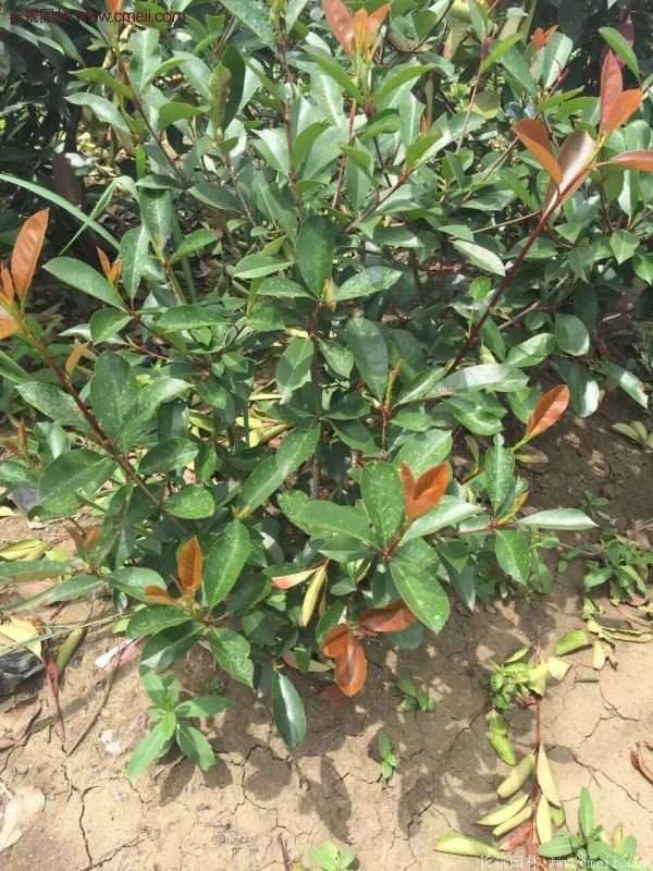 沭阳红叶石楠的规格 沭阳红叶石楠的规格
