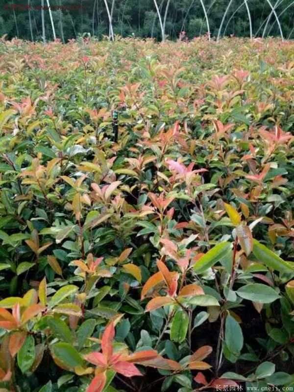 沭阳红叶石楠的规格 沭阳红叶石楠的规格