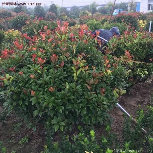 沭阳红叶石楠的规格 沭阳红叶石楠的规格