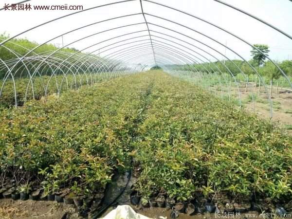 沭阳基地红叶石楠的价格 沭阳基地红叶石楠的价格