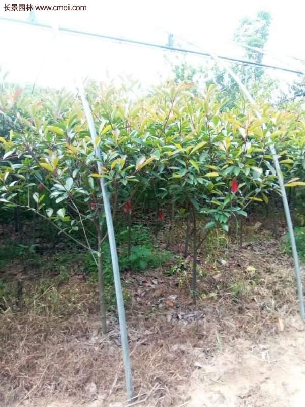 沭阳基地的红叶石楠 沭阳基地的红叶石楠