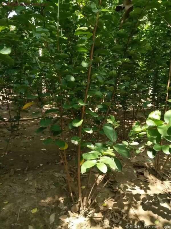 丛生紫薇实拍图片