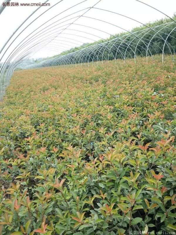 沭阳红叶石楠基地 沭阳红叶石楠基地