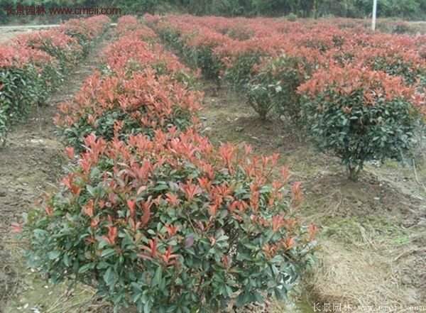 沭阳红叶石楠基地 沭阳红叶石楠基地