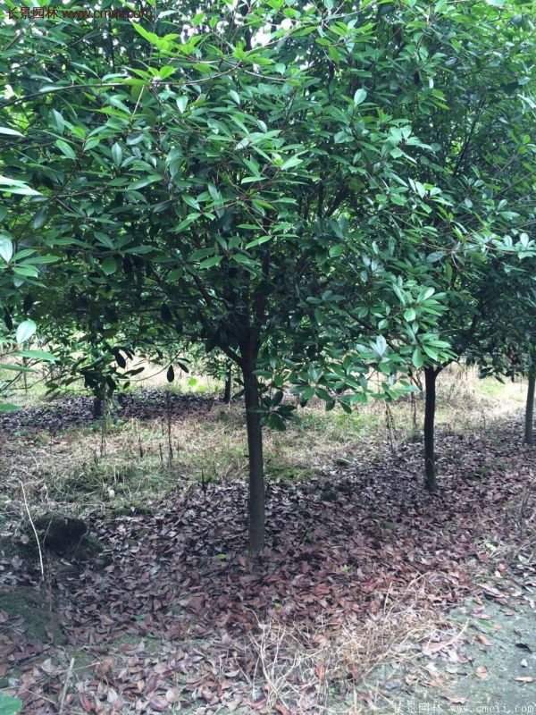 沭阳长景园林基地的红叶石楠 沭阳长景园林基地的红叶石楠