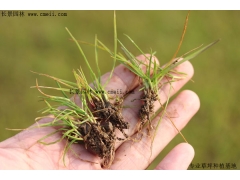 马尼拉草就是台湾草吗 有什么区别