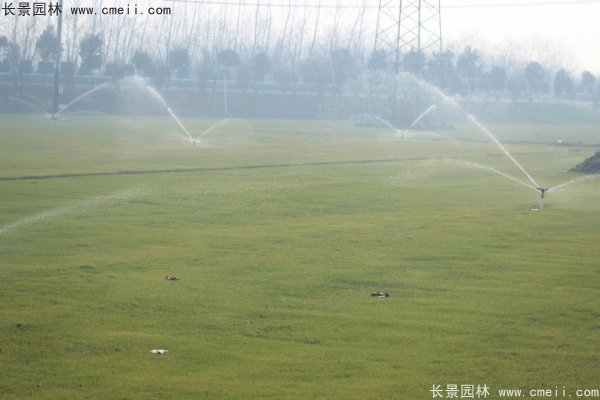 高羊茅草坪图片