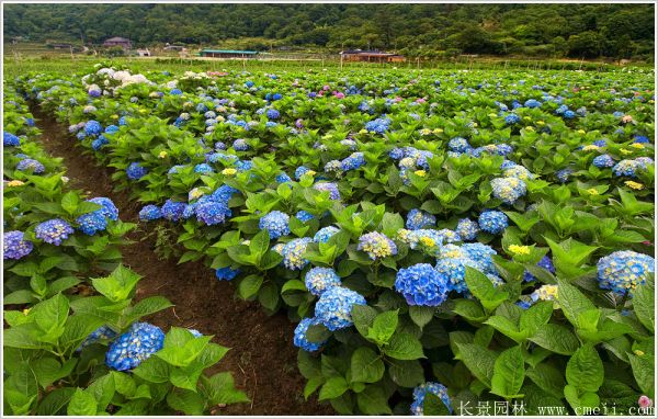 绣球花