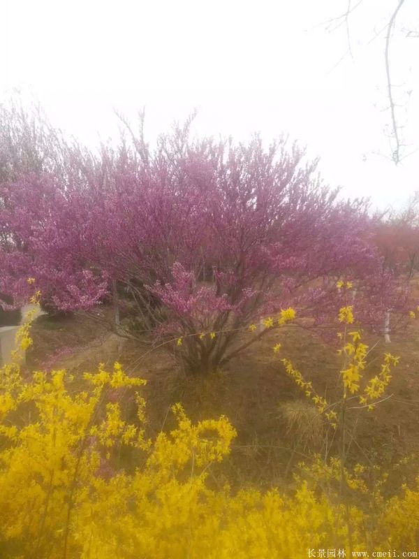 丛生紫荆-长景园林