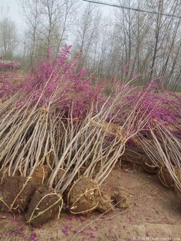 丛生紫荆-长景园林