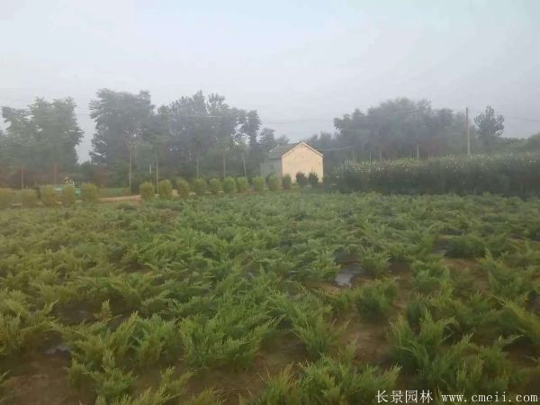 沙地柏-长景园林