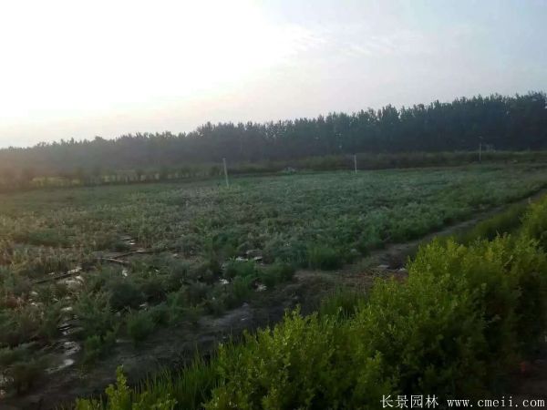 沙地柏-长景园林