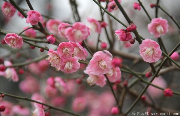 红梅苗木-沭阳长景园林 红梅苗木-沭阳长景园林