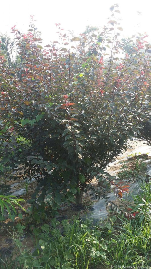 红梅苗木-沭阳长景园林 红梅苗木-沭阳长景园林