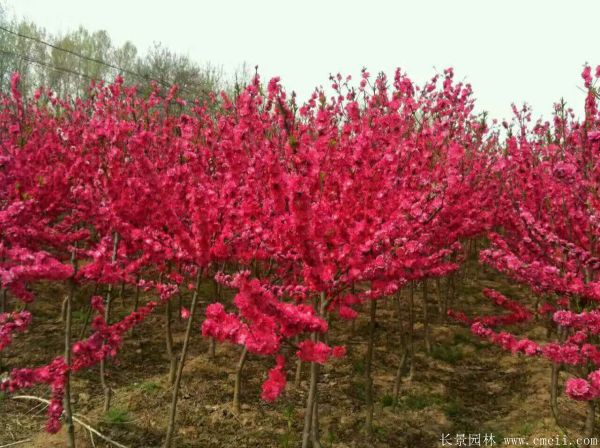 红梅苗木-沭阳长景园林