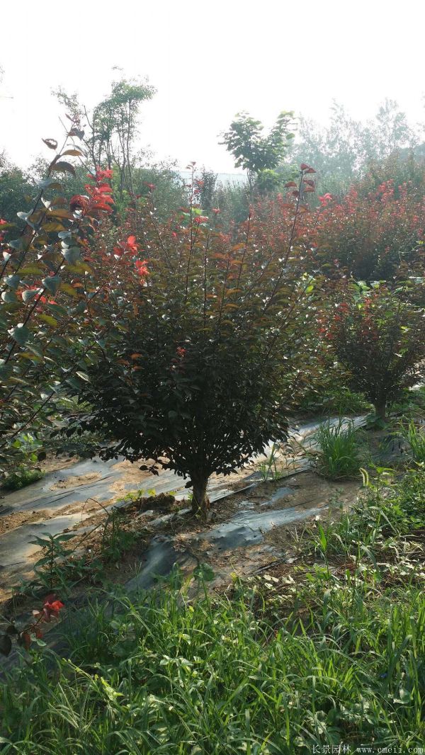 红梅苗木-沭阳长景园林