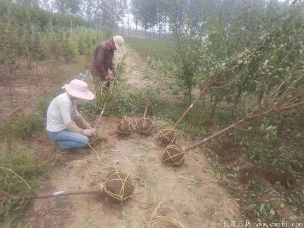 沭阳长景园林红梅苗木 沭阳长景园林红梅苗木