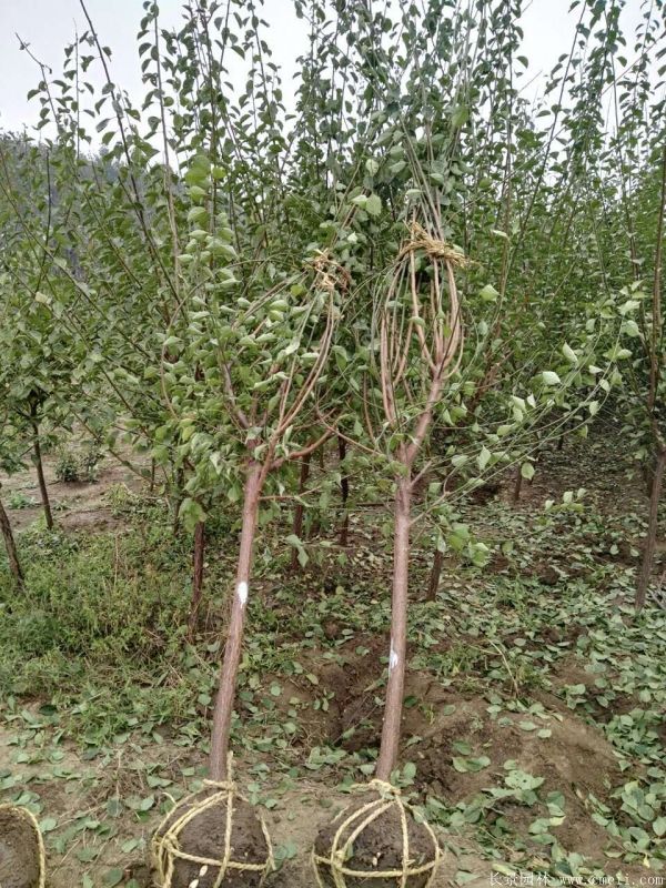 沭阳长景园林红梅苗木 沭阳长景园林红梅苗木
