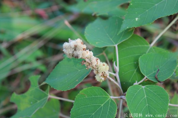 红叶乌桕图片红叶乌桕基地实拍