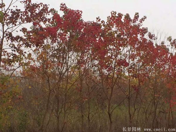 山乌桕图片山乌桕苗木基地实拍