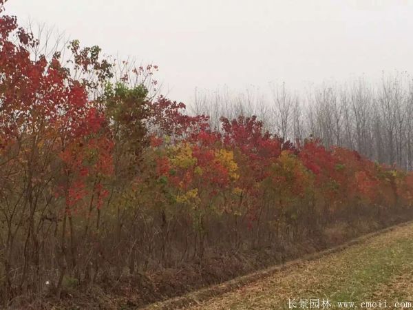 山乌桕图片山乌桕苗木基地实拍