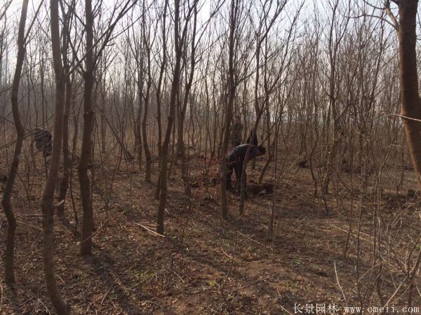 山乌桕图片山乌桕苗木基地实拍