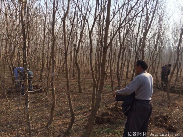 乌桕树图片乌桕树基地实拍