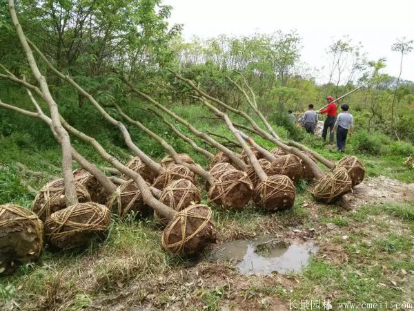 红叶乌桕图片红叶乌桕基地实拍