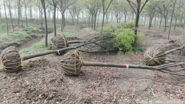 红榉基地红榉苗木图片