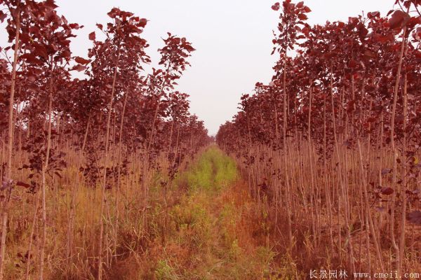 红叶杨基地红叶杨苗木图片