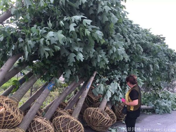 马褂树基地马褂树图片