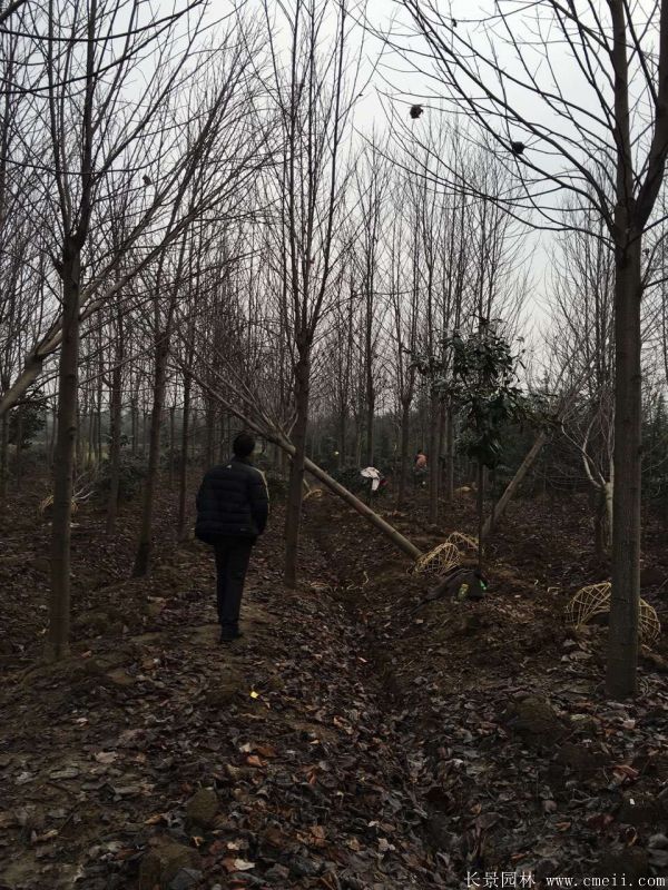 鹅掌楸基地鹅掌楸图片