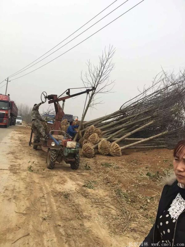 马褂树基地马褂树图片