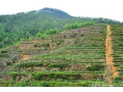 植草护坡绿化图片