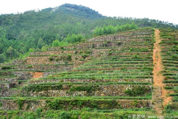 山体边坡植草护坡绿化图片