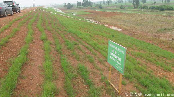 河提边坡植草护坡绿化图片