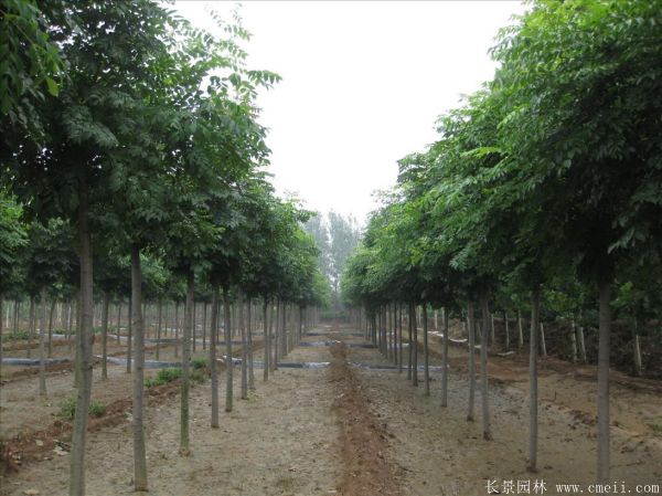 黄山栾树图片黄山栾树基地