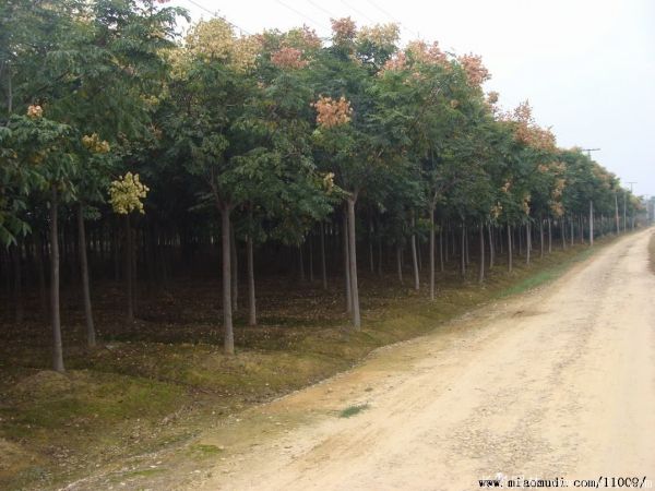 黄山栾树图片黄山栾树基地