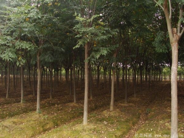 黄山栾树图片黄山栾树基地