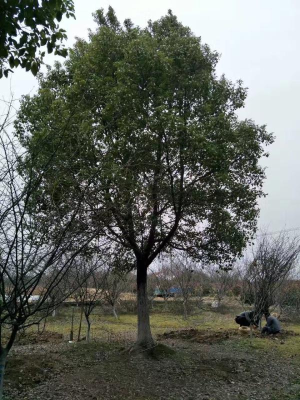 香樟树图片香樟树基地实拍