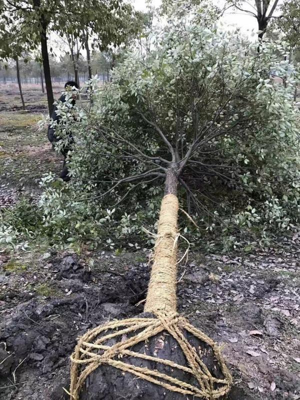 香樟树图片香樟树基地实拍