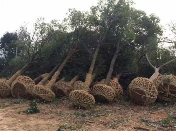 香樟树图片香樟树基地实拍