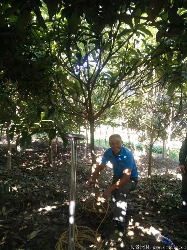 枇杷树图片枇杷树基地实拍