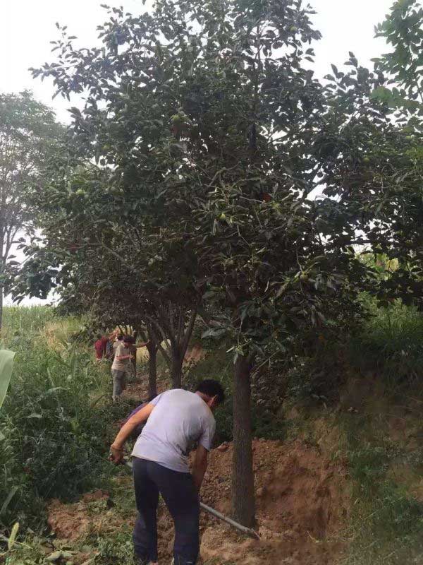 柿子树图片柿子树基地实拍