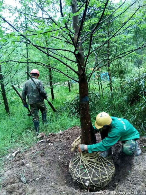 水杉树图片水杉树基地实拍