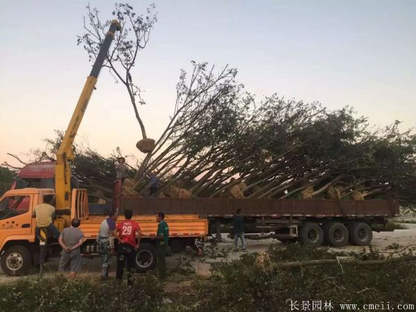 朴树图片朴树基地实拍