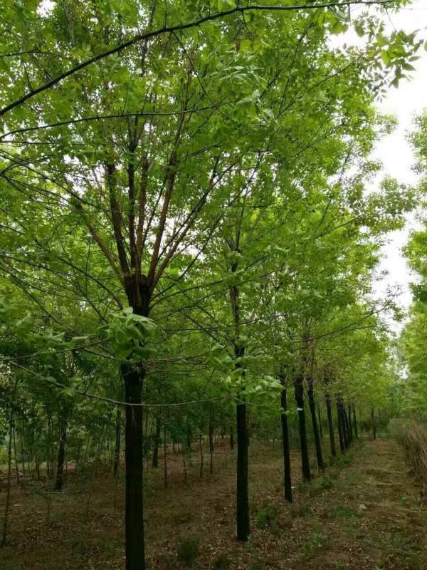 白腊树图片白蜡基地实拍