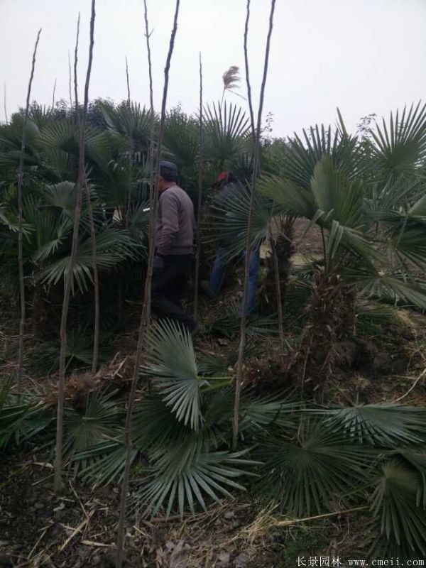 棕榈图片棕榈树基地实拍