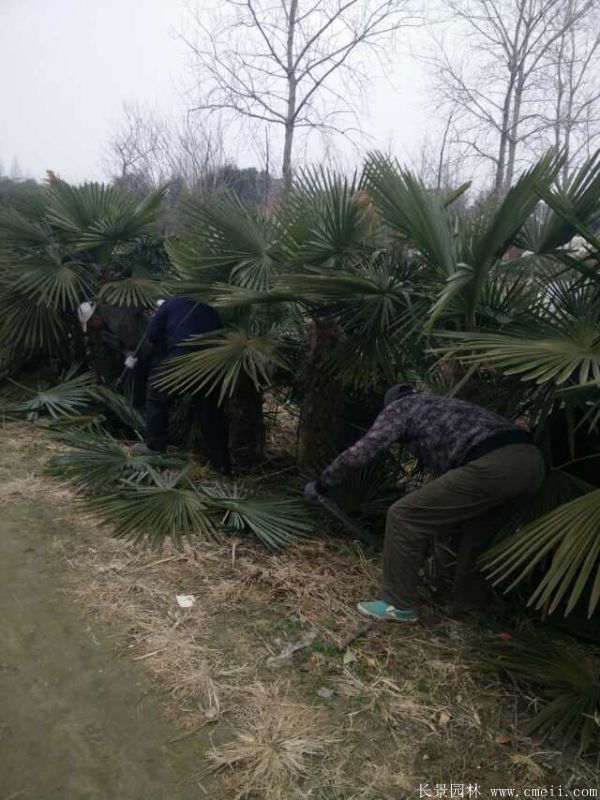 棕榈图片棕榈树基地实拍