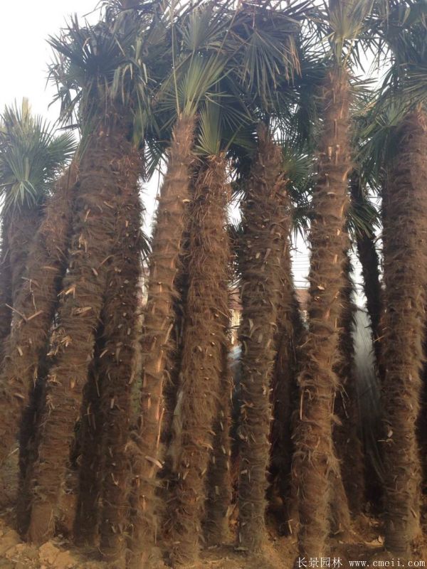 棕榈图片棕榈树基地实拍